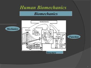 Comprehensive Overview of Human Biomechanics: Kinematics, Kinetics, and ...