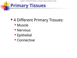 Copyright © The McGraw-Hill Companies, Inc. Permission required for reproduction or display.
Primary Tissues
 4 Different Primary Tissues:
 Muscle
 Nervous
 Epithelial
 Connective
 