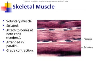 Copyright © The McGraw-Hill Companies, Inc. Permission required for reproduction or display.
Skeletal Muscle
 Voluntary muscle.
 Striated.
 Attach to bones at
both ends
(tendons).
 Arranged in
parallel.
 Grade contraction.
 