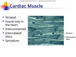 Copyright © The McGraw-Hill Companies, Inc. Permission required for reproduction or display.
Cardiac Muscle
 Striated.
 Found only in
the heart.
 Interconnected.
 Intercalated
discs.
 Syncytium.
 