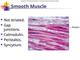 Copyright © The McGraw-Hill Companies, Inc. Permission required for reproduction or display.
Smooth Muscle
 Not striated.
 Gap
junctions.
 Calmodulin.
 Peristalsis.
 Syncytium.
 