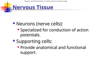 Copyright © The McGraw-Hill Companies, Inc. Permission required for reproduction or display.
Nervous Tissue
 Neurons (nerve cells):
 Specialized for conduction of action
potentials.
 Supporting cells:
 Provide anatomical and functional
support.
 