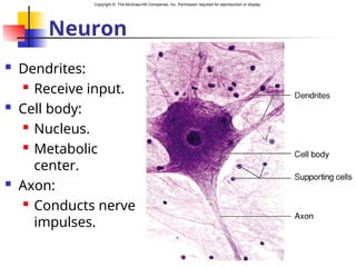 Copyright © The McGraw-Hill Companies, Inc. Permission required for reproduction or display.
Neuron
 Dendrites:
 Receive input.
 Cell body:
 Nucleus.
 Metabolic
center.
 Axon:
 Conducts nerve
impulses.
 