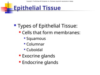 Copyright © The McGraw-Hill Companies, Inc. Permission required for reproduction or display.
Epithelial Tissue
 Types of Epithelial Tissue:
 Cells that form membranes:

Squamous

Columnar

Cuboidal
 Exocrine glands
 Endocrine glands
 