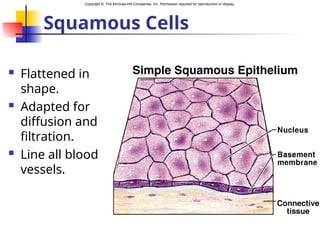Copyright © The McGraw-Hill Companies, Inc. Permission required for reproduction or display.
Squamous Cells
 Flattened in
shape.
 Adapted for
diffusion and
filtration.
 Line all blood
vessels.
 