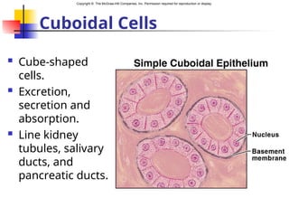 Copyright © The McGraw-Hill Companies, Inc. Permission required for reproduction or display.
Cuboidal Cells
 Cube-shaped
cells.
 Excretion,
secretion and
absorption.
 Line kidney
tubules, salivary
ducts, and
pancreatic ducts.
 