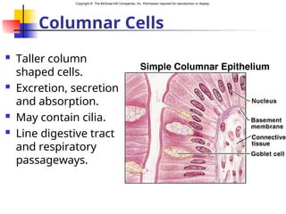 Copyright © The McGraw-Hill Companies, Inc. Permission required for reproduction or display.
Columnar Cells
 Taller column
shaped cells.
 Excretion, secretion
and absorption.
 May contain cilia.
 Line digestive tract
and respiratory
passageways.
 
