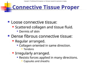 Copyright © The McGraw-Hill Companies, Inc. Permission required for reproduction or display.
Connective Tissue Proper
 Loose connective tissue:
 Scattered collagen and tissue fluid.

Dermis of skin
 Dense fibrous connective tissue:
 Regular arranged.

Collagen oriented in same direction.
 Tendons
 Irregularly arranged.

Resists forces applied in many directions.
 Capsules and sheaths
 