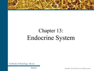 Copyright © 2017 by Elsevier, Inc. All rights reserved.
Chapter 13:
Endocrine System
Textbook of Histology, 4th ed.
Gartner Copyright © 2017 by Elsevier, Inc. All rights reserved.
 