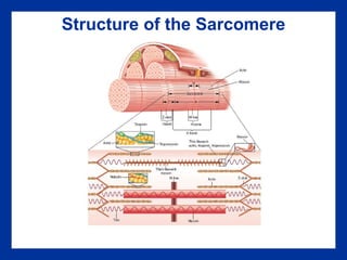Structure of the Sarcomere 