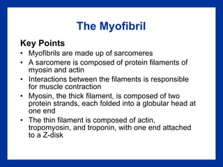 The Myofibril Key Points Myofibrils are made up of sarcomeres A sarcomere is composed of protein filaments of myosin and actin Interactions between the filaments is responsible for muscle contraction Myosin, the thick filament, is composed of two protein strands, each folded into a globular head at one end The thin filament is composed of actin, tropomyosin, and troponin, with one end attached to a Z-disk 