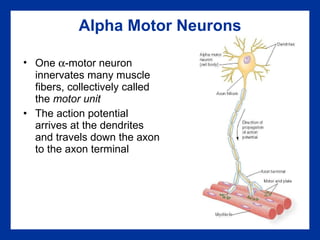 Alpha Motor Neurons One   -motor neuron innervates many muscle fibers, collectively called the  motor unit The action potential arrives at the dendrites and travels down the axon to the axon terminal 