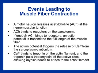 Events Leading to Muscle Fiber Contraction A motor neuron releases acetylcholine (ACh) at the neuromuscular junction ACh binds to receptors on the sarcolemma If enough ACh binds to receptors, an action potential is transmitted the full length of the muscle fiber The action potential triggers the release of Ca 2+  from the sarcoplasmic reticulum Ca 2+  binds to troponin on the actin filament, and the troponin pulls tropomyosin off the active sites, allowing myosin heads to attach to the actin filament 
