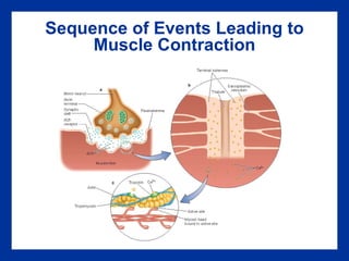 Sequence of Events Leading to Muscle Contraction 