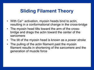 Sliding Filament Theory With Ca 2+  activation, myosin heads bind to actin, resulting in a conformational change in the cross-bridge The myosin head tilts toward the arm of the cross-bridge and drags the actin toward the center of the sarcomere The tilt of the myosin head is known as a  power stroke The pulling of the actin filament past the myosin filament results in shortening of the sarcomere and the generation of muscle force 