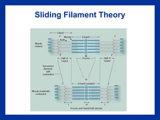 Sliding Filament Theory 