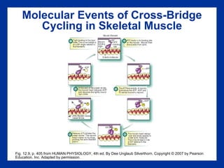 Molecular Events of Cross-Bridge Cycling in Skeletal Muscle Fig. 12.9, p. 405 from HUMAN PHYSIOLOGY, 4th ed. By Dee Unglaub Silverthorn. Copyright © 2007 by Pearson Education, Inc. Adapted by permission. 