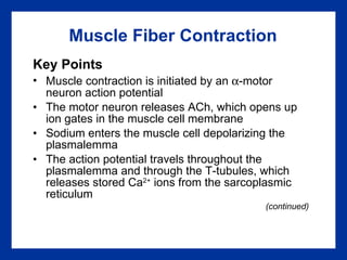 Muscle Fiber Contraction Key Points Muscle contraction is initiated by an   -motor neuron action potential The motor neuron releases ACh, which opens up ion gates in the muscle cell membrane Sodium enters the muscle cell depolarizing the plasmalemma  The action potential travels throughout the plasmalemma and through the T-tubules, which releases stored Ca 2+  ions from the sarcoplasmic reticulum (continued) 