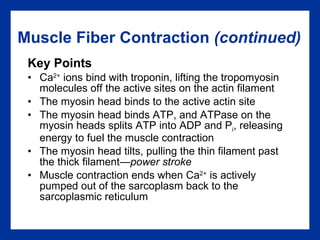 Muscle Fiber Contraction  (continued) Key Points Ca 2+  ions bind with troponin, lifting the tropomyosin molecules off the active sites on the actin filament  The myosin head binds to the active actin site The myosin head binds ATP, and ATPase on the myosin heads splits ATP into ADP and P i , releasing energy to fuel the muscle contraction  The myosin head tilts, pulling the thin filament past the thick filament — power stroke Muscle contraction ends when Ca 2+  is actively pumped out of the sarcoplasm back to the sarcoplasmic reticulum 