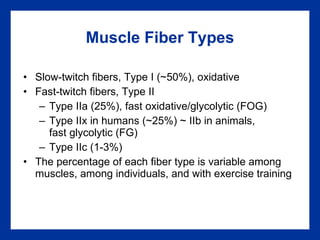 Muscle Fiber Types Slow-twitch fibers, Type I (~50%), oxidative Fast-twitch fibers, Type II Type IIa (25%), fast oxidative/glycolytic (FOG) Type IIx in humans (~25%) ~ IIb in animals,  fast glycolytic (FG) Type IIc (1-3%) The percentage of each fiber type is variable among muscles, among individuals, and with exercise training  
