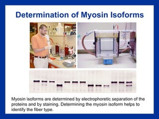 Determination of Myosin Isoforms Myosin isoforms are determined by electrophoretic separation of the proteins and by staining. Determining the myosin isoform helps to identify the fiber type. 