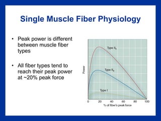 Single Muscle Fiber Physiology Peak power is different between muscle fiber types All fiber types tend to reach their peak power at ~20% peak force 