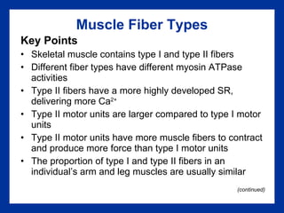 Muscle Fiber Types Key Points Skeletal muscle contains type I and type II fibers Different fiber types have different myosin ATPase activities Type II fibers have a more highly developed SR, delivering more Ca 2+ Type II motor units are larger compared to type I motor units Type II motor units have more muscle fibers to contract and produce more force than type I motor units The proportion of type I and type II fibers in an individual’s arm and leg muscles are usually similar (continued) 
