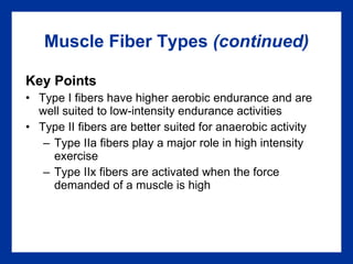 Muscle Fiber Types  (continued) Key Points Type I fibers have higher aerobic endurance and are well suited to low-intensity endurance activities Type II fibers are better suited for anaerobic activity Type IIa fibers play a major role in high intensity exercise Type IIx fibers are activated when the force demanded of a muscle is high 
