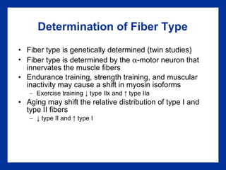 Determination of Fiber Type Fiber type is genetically determined (twin studies) Fiber type is determined by the   -motor neuron that innervates the muscle fibers Endurance training, strength training, and muscular inactivity may cause a shift in myosin isoforms Exercise training  ↓  type IIx and  ↑  type IIa Aging may shift the relative distribution of type I and type II fibers  ↓  type II and ↑  type I  