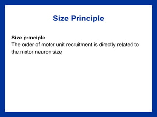 Size Principle Size principle The order of motor unit recruitment is directly related to the motor neuron size 