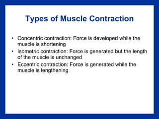Types of Muscle Contraction Concentric contraction: Force is developed while the muscle is shortening Isometric contraction: Force is generated but the length of the muscle is unchanged Eccentric contraction: Force is generated while the muscle is lengthening 