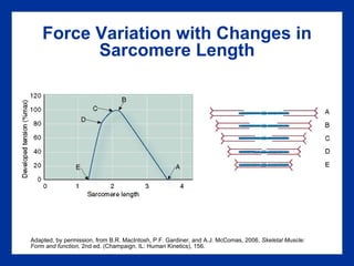 Force Variation with Changes in Sarcomere Length Adapted, by permission, from B.R. MacIntosh, P.F. Gardiner, and A.J. McComas, 2006,  Skeletal Muscle: Form and function,  2nd ed. (Champaign, IL: Human Kinetics), 156. 