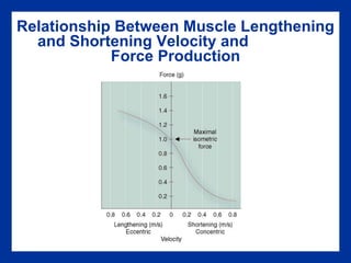 Relationship Between Muscle Lengthening and Shortening Velocity and  Force Production 