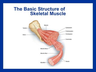 The Basic Structure of  Skeletal Muscle 