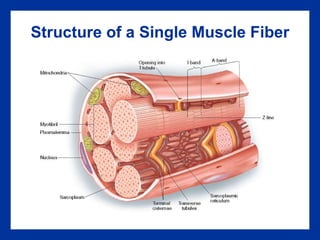 Structure of a Single Muscle Fiber 