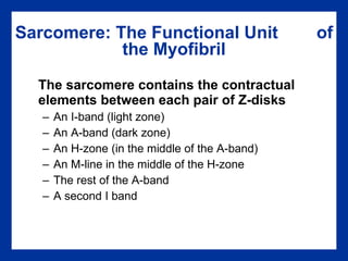 Sarcomere: The Functional Unit  of the Myofibril The sarcomere contains the contractual elements between each pair of Z-disks An I-band (light zone) An A-band (dark zone) An H-zone (in the middle of the A-band) An M-line in the middle of the H-zone The rest of the A-band A second I band 