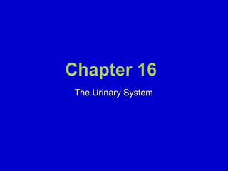 The Urinary System 