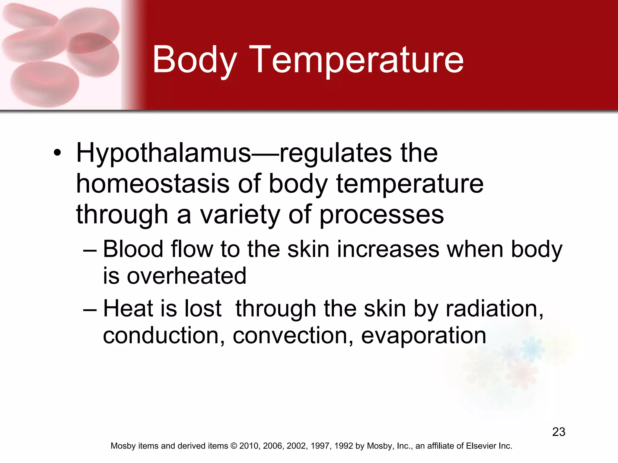 Body Temperature Hypothalamus—regulates the homeostasis of body temperature through a variety of processes Blood flow to the skin increases when body is overheated Heat is lost  through the skin by radiation, conduction, convection, evaporation  