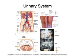 Comprehensive Overview of the Urinary System: Structure, Function, and ...