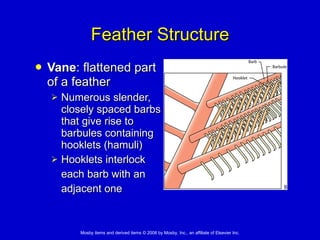 Feather Structure Vane : flattened part  of a feather   Numerous slender,  closely spaced barbs  that give rise to  barbules containing  hooklets (hamuli)  Hooklets interlock  each barb with an  adjacent one 