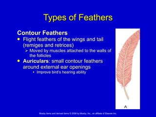 Types of Feathers Contour Feathers Flight feathers of the wings and tail  (remiges and retrices) Moved by muscles attached to the walls of  the follicles Auriculars : small contour feathers  around external ear openings Improve bird’s hearing ability 