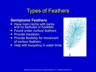 Types of Feathers Semiplume Feathers   Have main rachis with barbs  and no barbules or hooklets  Found under contour feathers Provide insulation Provide flexibility for movement  of contour feathers  Help with buoyancy in water birds 