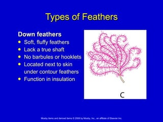 Types of Feathers Down feathers   Soft, fluffy feathers  Lack a true shaft No barbules or hooklets  Located next to skin  under contour feathers  Function in insulation 