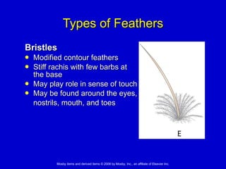 Types of Feathers Bristles Modified contour feathers  Stiff rachis with few barbs at  the base  May play role in sense of touch May be found around the eyes,  nostrils, mouth, and toes 