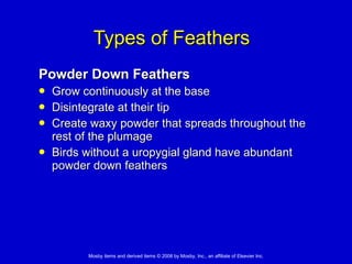 Types of Feathers Powder Down Feathers Grow continuously at the base  Disintegrate at their tip Create waxy powder that spreads throughout the rest of the plumage Birds without a uropygial gland have abundant powder down feathers 