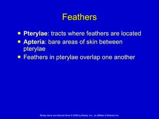 Feathers Pterylae : tracts where feathers are located Apteria : bare areas of skin between pterylae Feathers in pterylae overlap one another 
