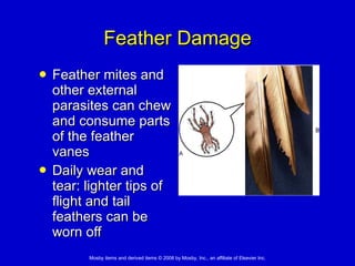 Feather Damage Feather mites and other external parasites can chew and consume parts of the feather vanes Daily wear and tear: lighter tips of flight and tail feathers can be worn off 