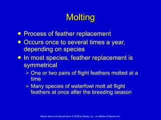 Molting Process of feather replacement  Occurs once to several times a year, depending on species  In most species, feather replacement is symmetrical   One or two pairs of flight feathers molted at a time  Many species of waterfowl molt all flight feathers at once after the breeding season 