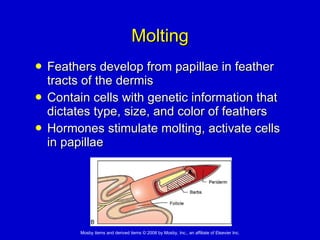 Molting Feathers develop from papillae in feather tracts of the dermis Contain cells with genetic information that dictates type, size, and color of feathers Hormones stimulate molting, activate cells in papillae 