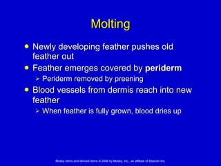 Molting Newly developing feather pushes old feather out Feather emerges covered by  periderm Periderm removed by preening Blood vessels from dermis reach into new feather   When feather is fully grown, blood dries up 